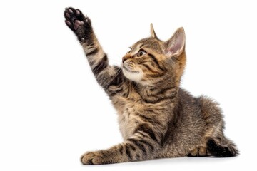 Wall Mural - Chubby cat giving high five, looking away, isolated on white background, full body 