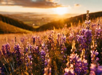 Wall Mural - Lavender Meadow On The Open Country