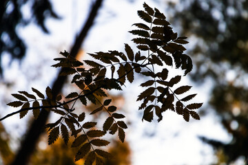 Wall Mural - rowan tree leaves silhouette over blurred background, close up