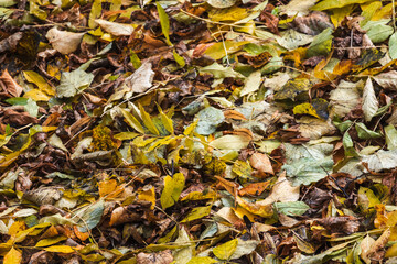 Wall Mural - fallen leaves lay on the ground in park. natural autumn background
