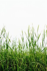 Aufkleber - A sunny day scene with a field of green grass and a clear blue sky