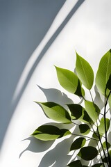 Wall Mural - tree leaves 