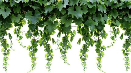 Poster - A branch on a tree with lush green leaves hanging down