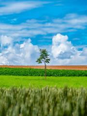 Wall Mural - Einzelner baum im Feld