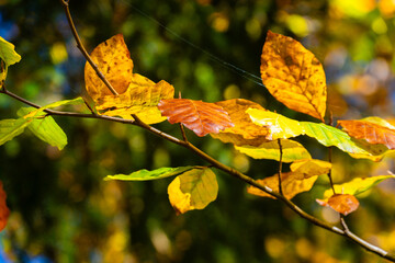 Fall Autumn in Austria with colorful leaves.