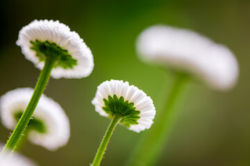 Four daisies (Bellis perennis) with translucent white petals on frog perspective on a meadow in a garden in Germany. Macro shot of popular little plants with selective sharpness against the light. 