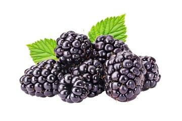 Close-up of ripe blackberries with green leaves isolated on white background. Perfect for food and nature stock photography.