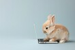 © Ben Kuang - Fluffy bunny focused on laptop, capturing curiosity and cuteness in a minimalist setting.