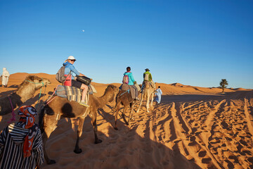 Wall Mural - saharan serenity: camel trekking delight