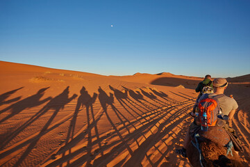 Wall Mural - saharan serenity: camel trekking delight