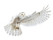 © Png - Video - Photo - A majestic snowy owl with outstretched wings in mid-flight cut out transparent isolated on white background PNG file