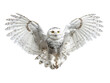 © Png - Video - Photo - A majestic snowy owl with outstretched wings in mid-flight cut out transparent isolated on white background PNG file