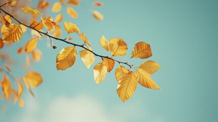 Wall Mural - yellowed leaves on a tree branch against the october sky
