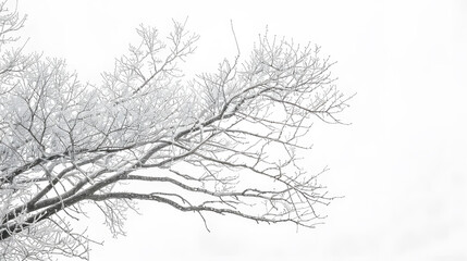 Wall Mural - A tree branch is shown in black and white