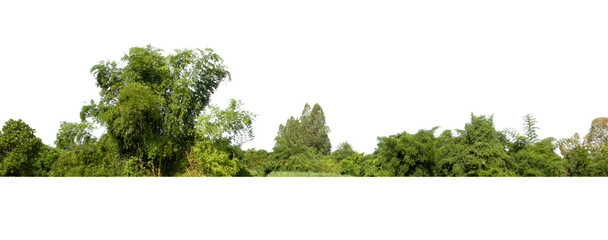 Wall Mural - forest with trees and bushes