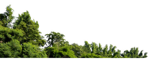 Wall Mural - forest with trees and bushes