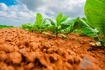 Ground Level View of Green Farming Plants Growing Out of the Rich Nutritious Ground Soil