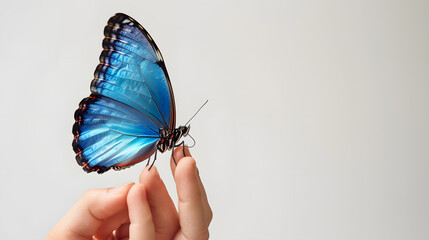 Beautiful blue butterfly sitting on finger isolated on white on white background