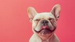 © CreativeBro - Bulldog with closed eyes smiling on bright background with copy space