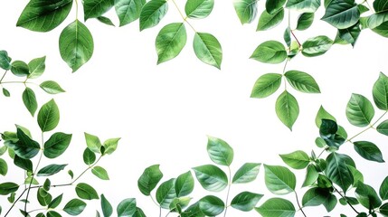 Poster - Green leaves on a white backdrop