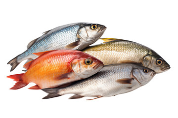 Fishes isolated on transparent background png cutouts. Images for graphic designers. Image for flyers. Veterinarian. Fishing world. World of fish.