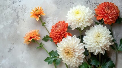 Wall Mural - Chrysanthemum flowers on a soft gray background