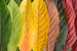 © Jasmina - A collection of colorful autumn leaves arranged in rows