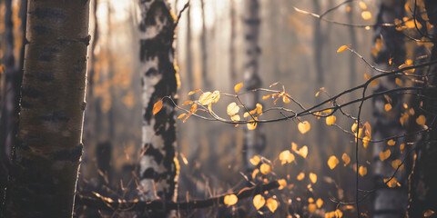 Canvas Print - Autumn Birch Forest with Golden Sunlight and Falling Leaves