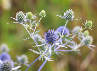 Sticker - Eryngium planum grows in nature