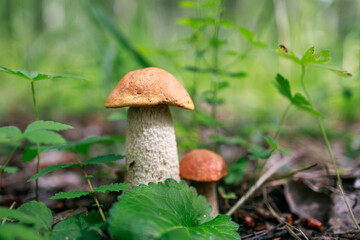 Wall Mural - A mushroom is sitting on the ground next to some green leaves