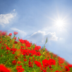 Wall Mural - green hill slope covered by red poppy flowers at the summer sunny day