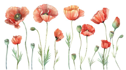 Wall Mural - Set of poppy flowers watercolor cutout png isolated on white or transparent background