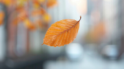 Autumn colorful background, fall backdrop