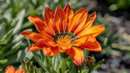 Wall Mural - Vibrant red orange Gazania rigens flower in New Day Bronze Shades variety in summer garden close up view