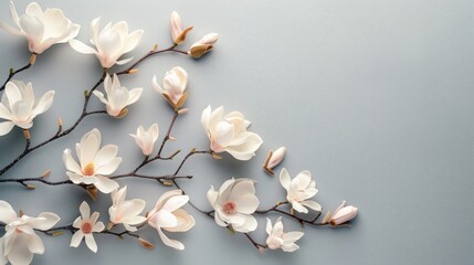 Poster - Flat lay arrangement of magnolia blossoms