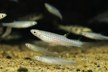 Canvas Print - Red Spotted Splash Tetra (Copella meinkeni)