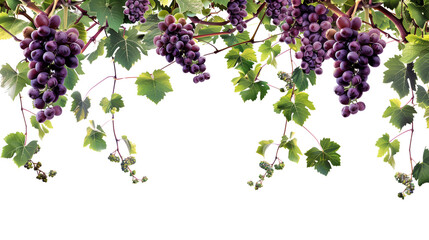 Set of A vibrant border of ripe grapes hanging heavily on a lush grapevine, sunlight filtering through the leaves isolated on transparent background