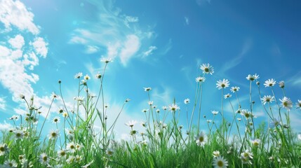 Poster - White Daisies Under a Blue Summer Sky