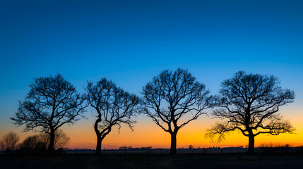 Wall Mural - a row of trees are silhouetted against a blue sky