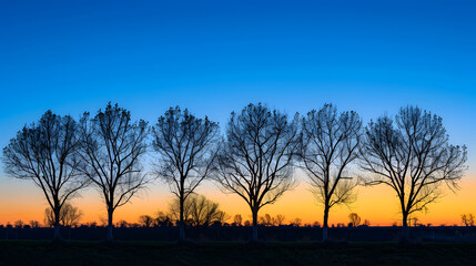 Wall Mural - a row of trees are silhouetted against a blue sky
