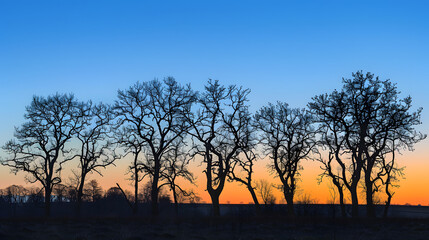 Wall Mural - A row of trees are silhouetted against a blue sky