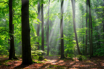 Wall Mural - Sunny morning in the forest