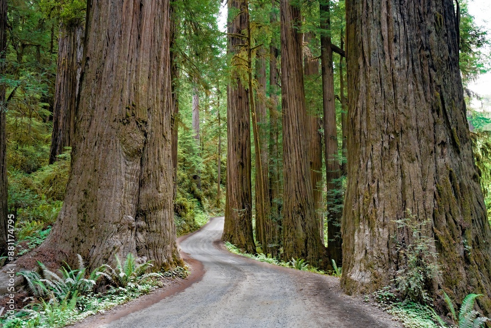A gravel road winds through a forest of Giant redwood trees in a forest in the Redwood National and State park near Crescent City California