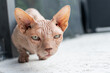 © kosoff - bald sphinx cat close-up with conjunctivitis and unwashed face.