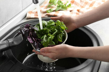 Woman washing different fresh basil leaves under tap water in metal colander above sink, closeup