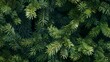 © vannet - This dense texture of evergreen fir branches