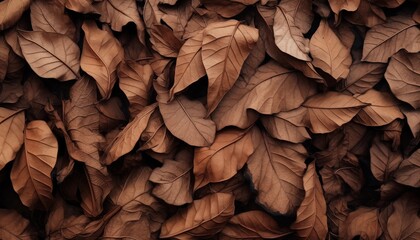 Wall Mural - dried leaf, autumn, fall