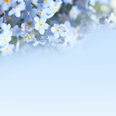 Wall Mural - Beautiful forget-me-not flowers on light blue background, space for text