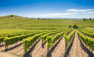 Vast Vineyard Rows Under Clear Blue Sky