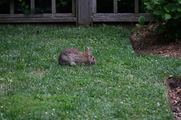 gray hare in the bushes,